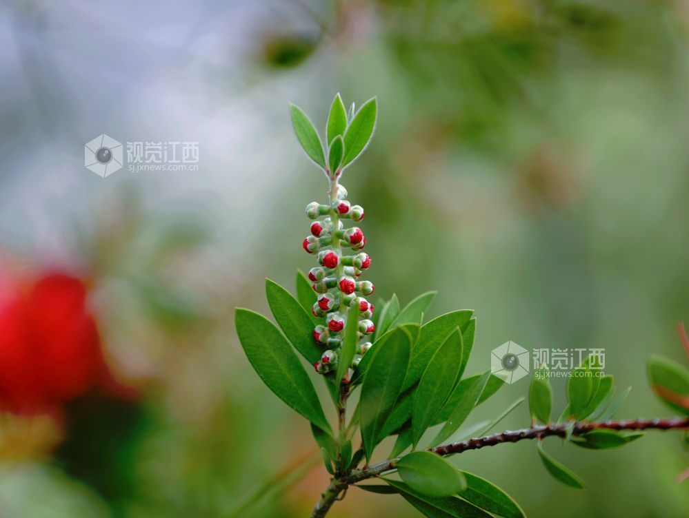 江西分宜：红千层扮靓城郊公路（图）