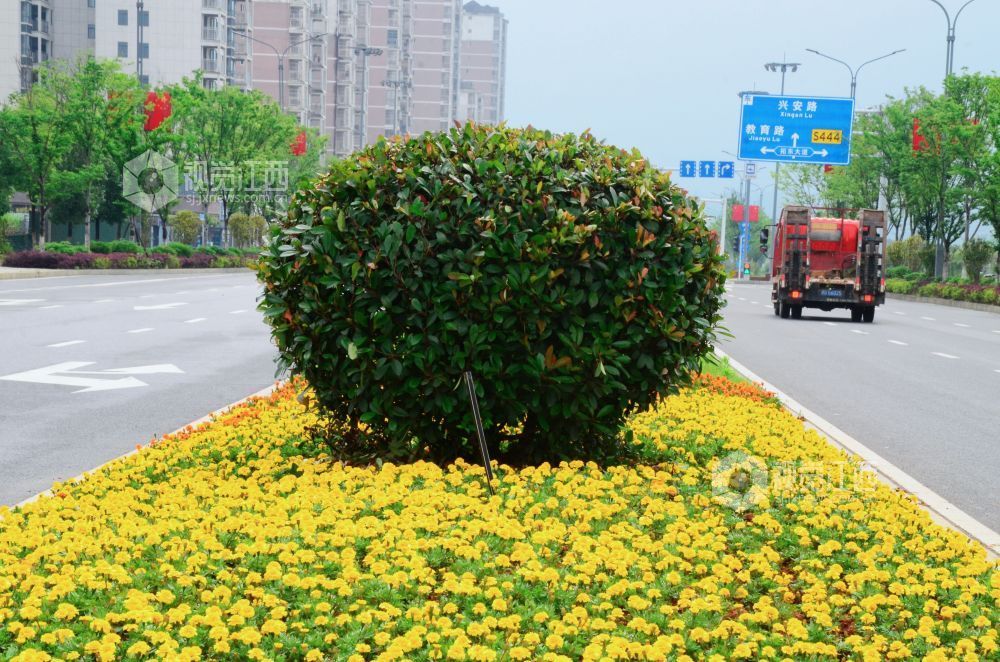 5月9日，在江西省吉安市永新县城区周边道路上，道路旁的花卉景观与路牌、车辆共同构成城市日常景象。