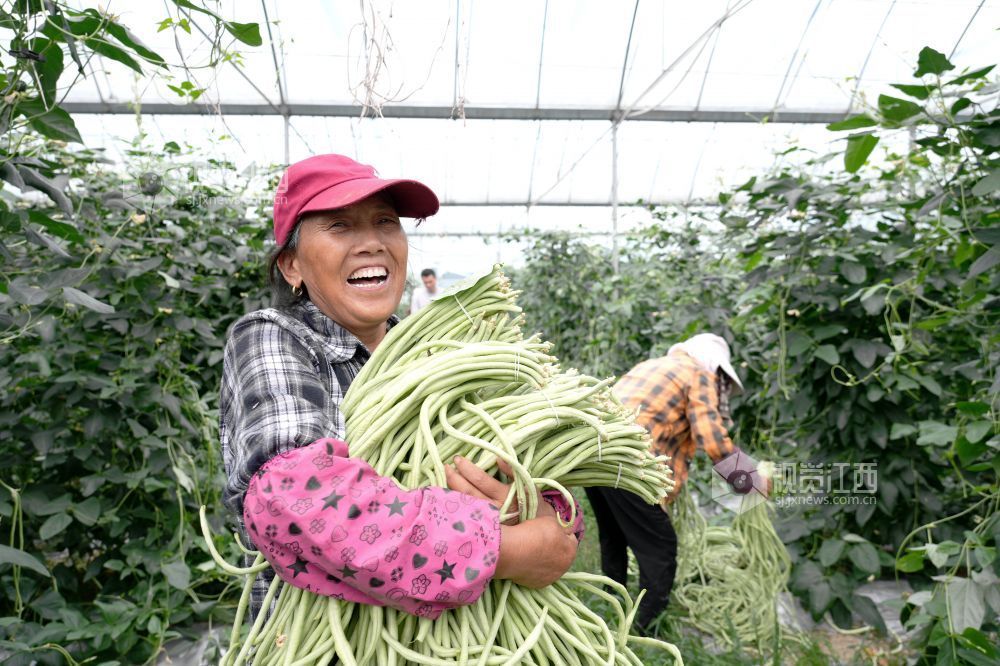 江西分宜：采收蔬菜供市场（图）