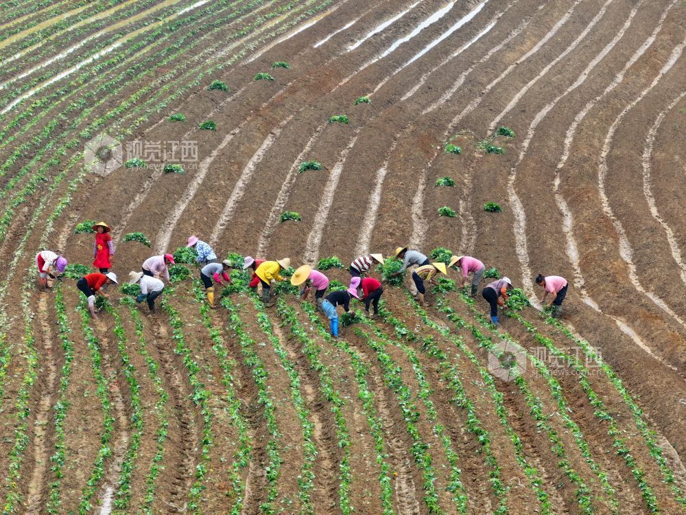 江西泰和：种植红薯助农增收（图）
