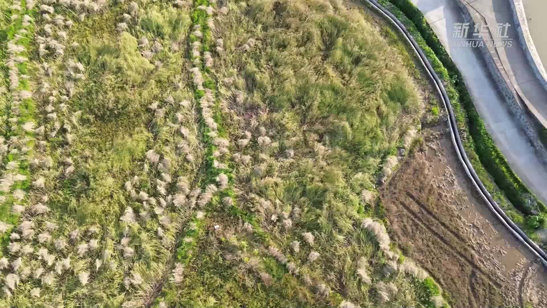 湖南双牌：2000余亩油菜迎丰收