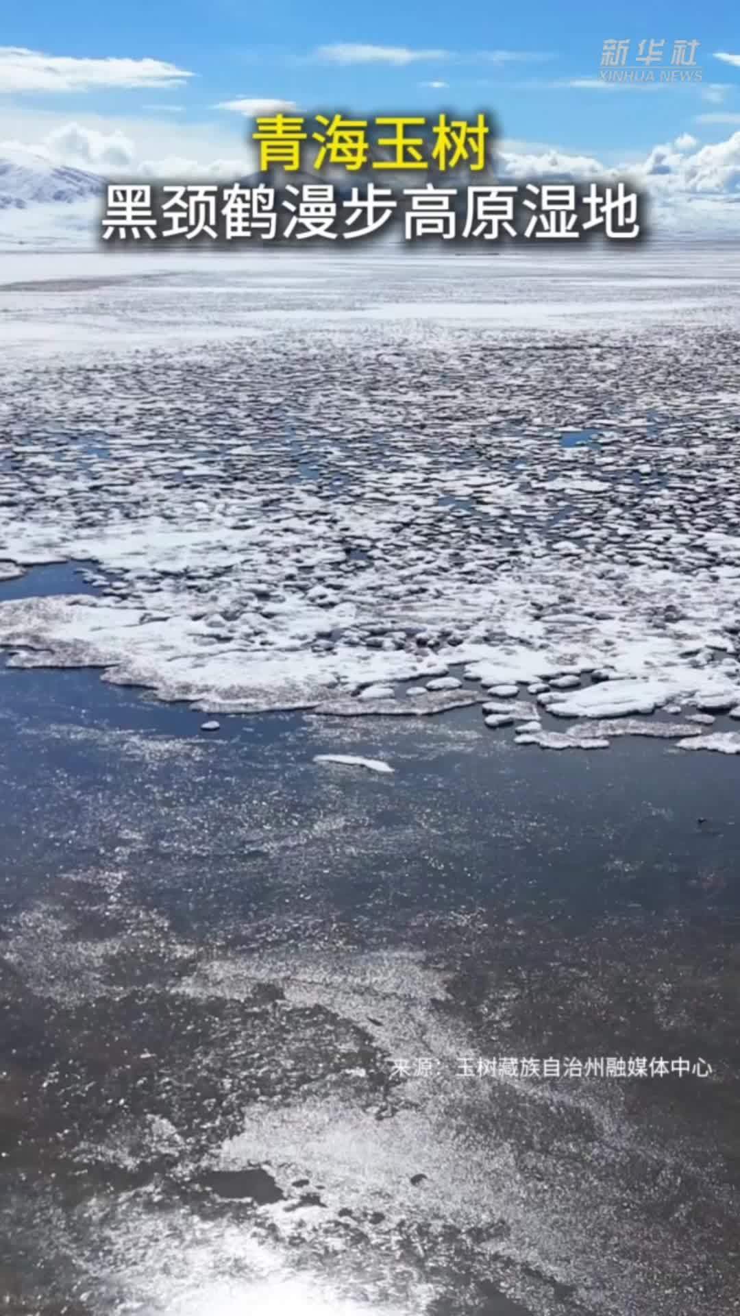 青海玉树：黑颈鹤漫步高原湿地