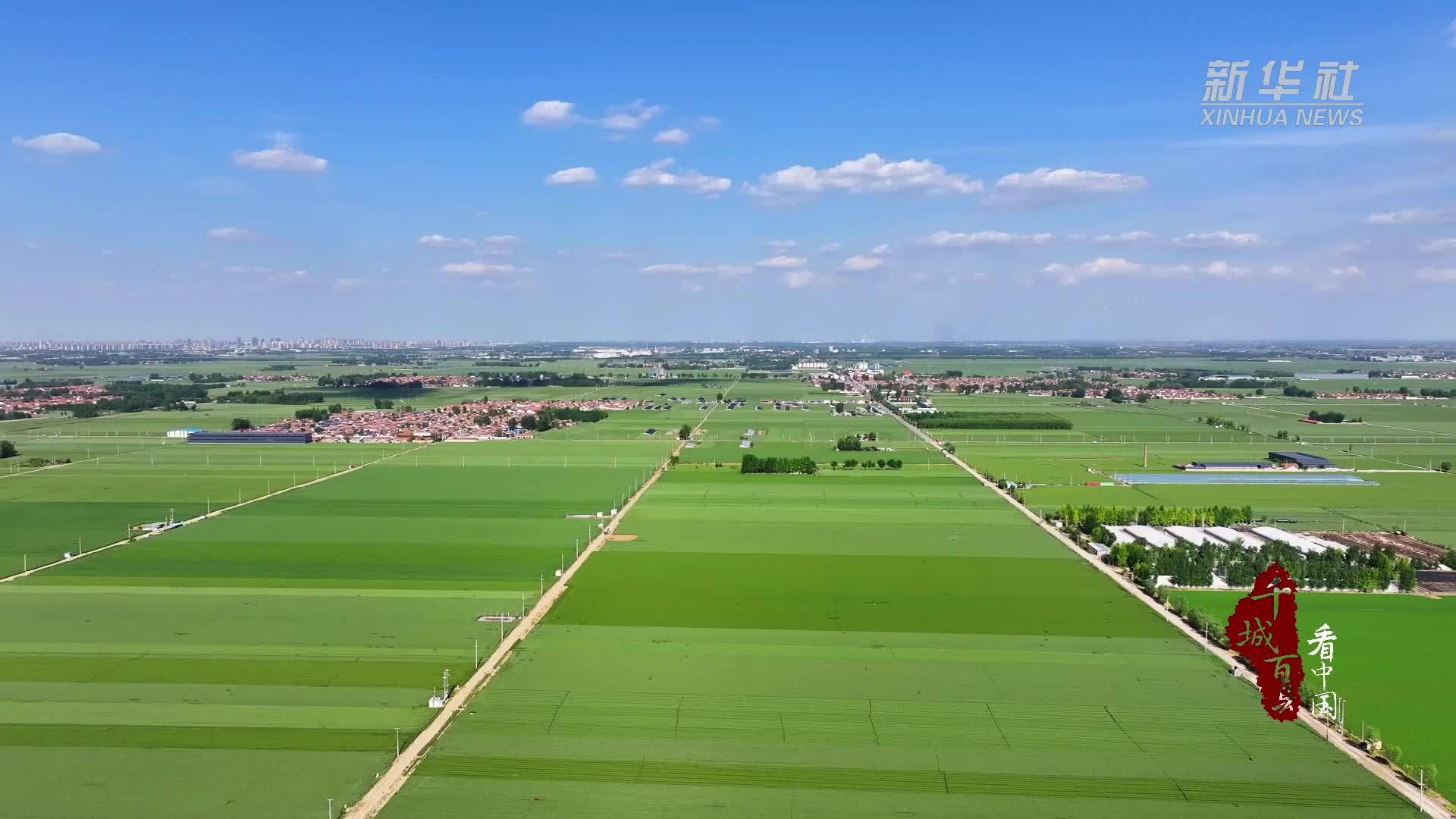 千城百县看中国｜山东广饶：“一喷三防”助力夏粮丰产丰收