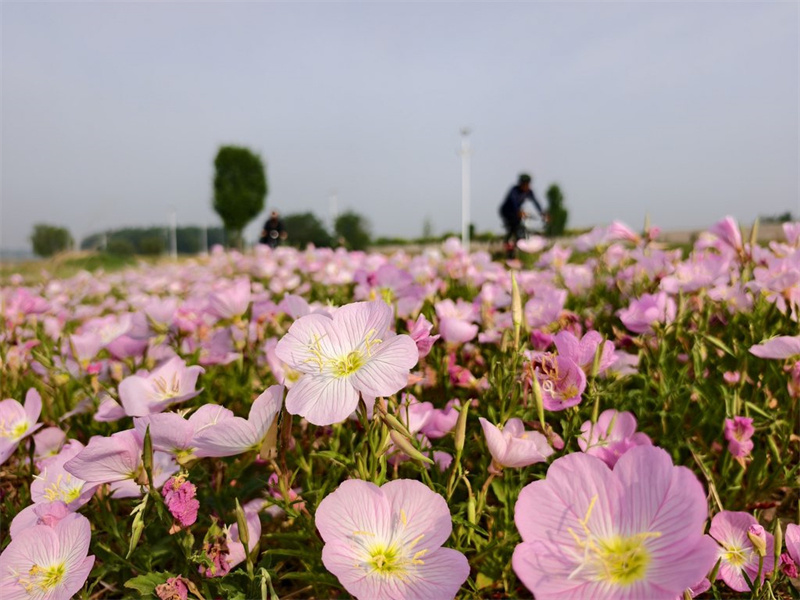 5月13日，游客在新乐市磁河木刀沟生态湿地公园赏花拍照。