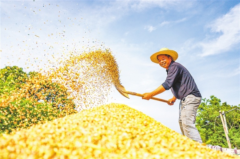 湖口县：千亩小麦收割忙（图）