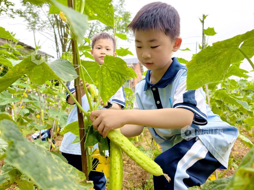 江西分宜：在田间地头赋予劳动教育新活力（图）