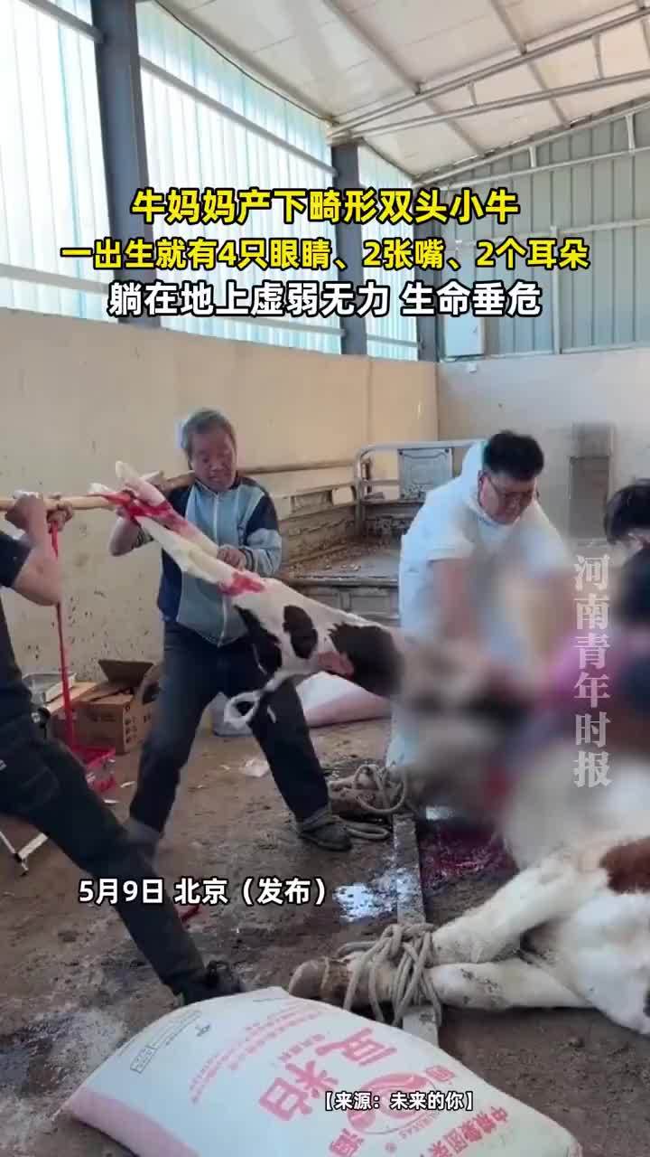 牛妈妈产下畸形双头小牛
