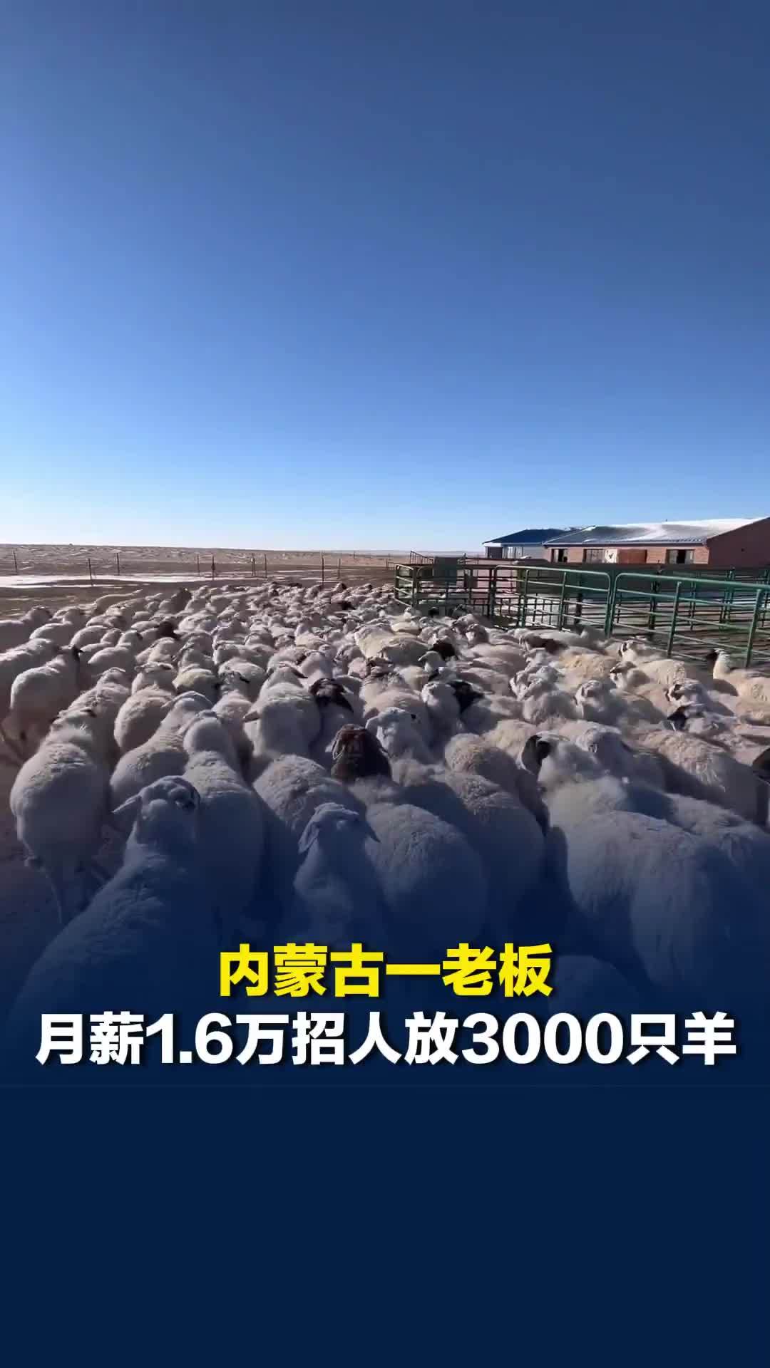 内蒙古一老板月薪1.6万招人放3000只羊：面试后定了两对夫妻，还在试岗期