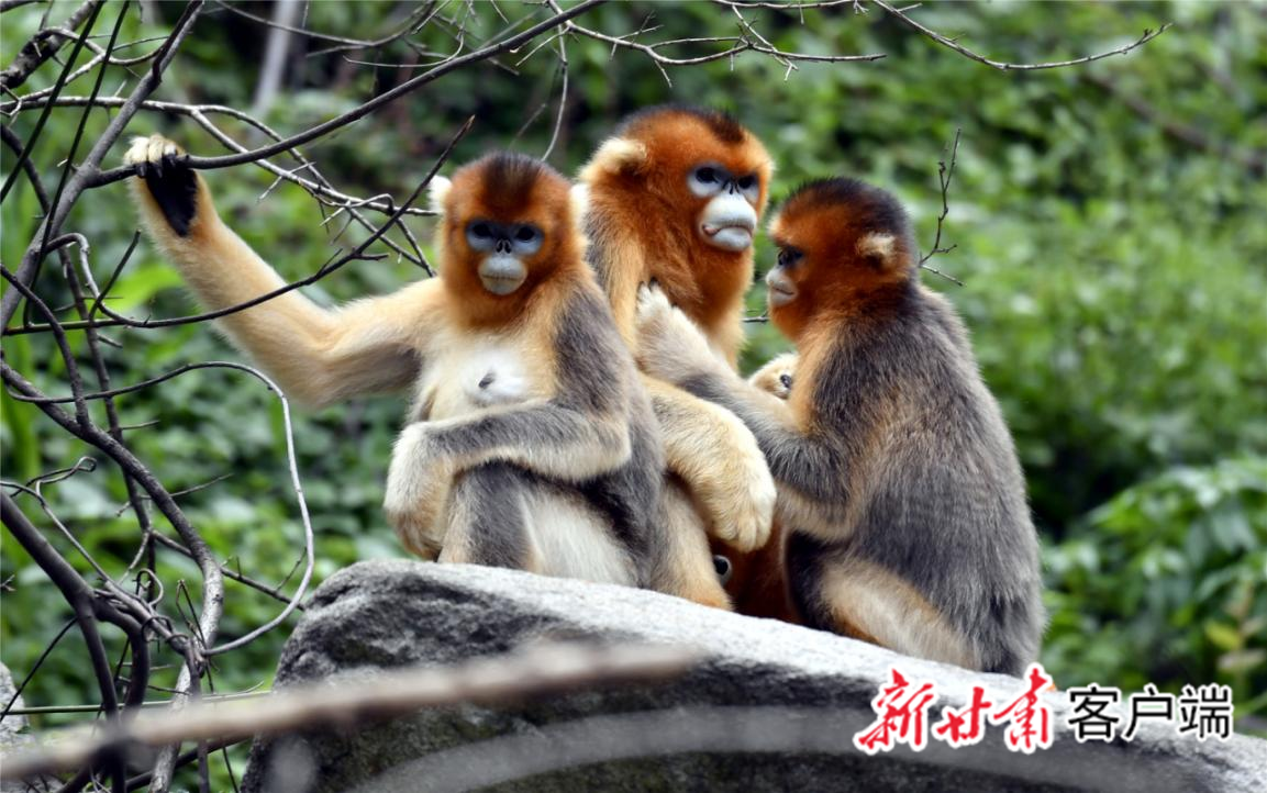裕河大景区内，憨态可掬的金丝猴。图片除标注外均由武都区裕河镇政府供图