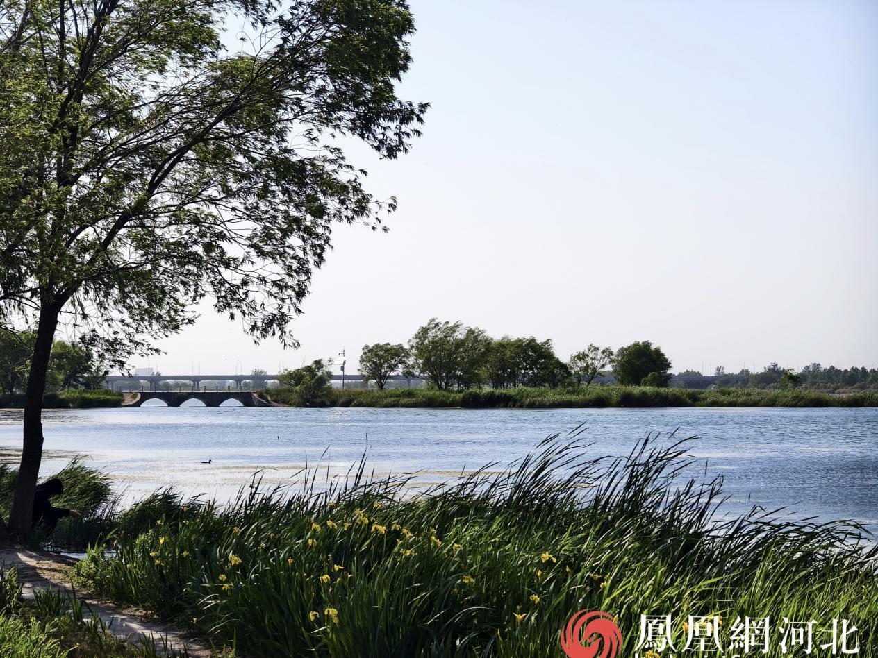 初夏的石家庄滹沱河，水清岸绿风光正好