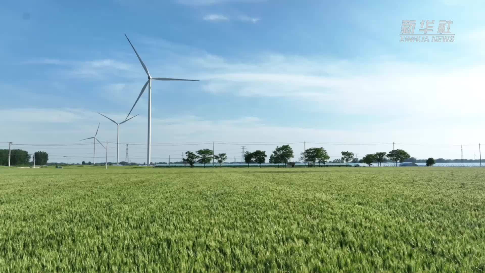 安徽阜阳：精准施策 筑牢小麦“干热风”防护网