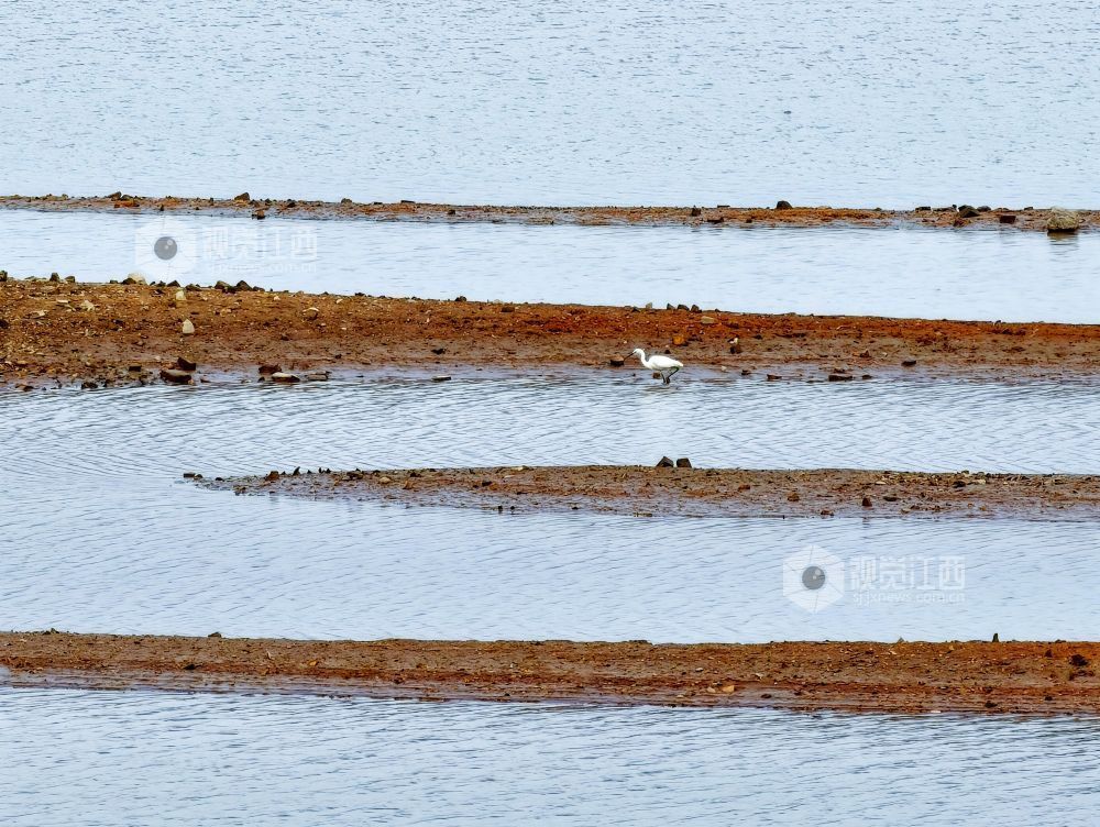 江西分宜:退水露浅滩 湖山入画来(图)