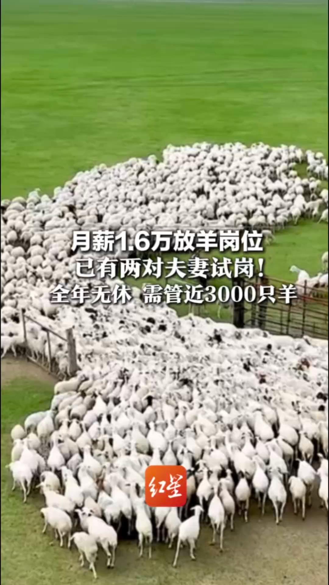 月薪1.6万放羊岗位 已有两对夫妻试岗！全年无休 需管近3000只羊 网友：是最适合“i人”的工作