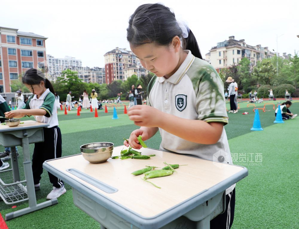 5月14日，江西省新余市渝水区城北街道北湖小学的学生在进行剥豌豆比赛。