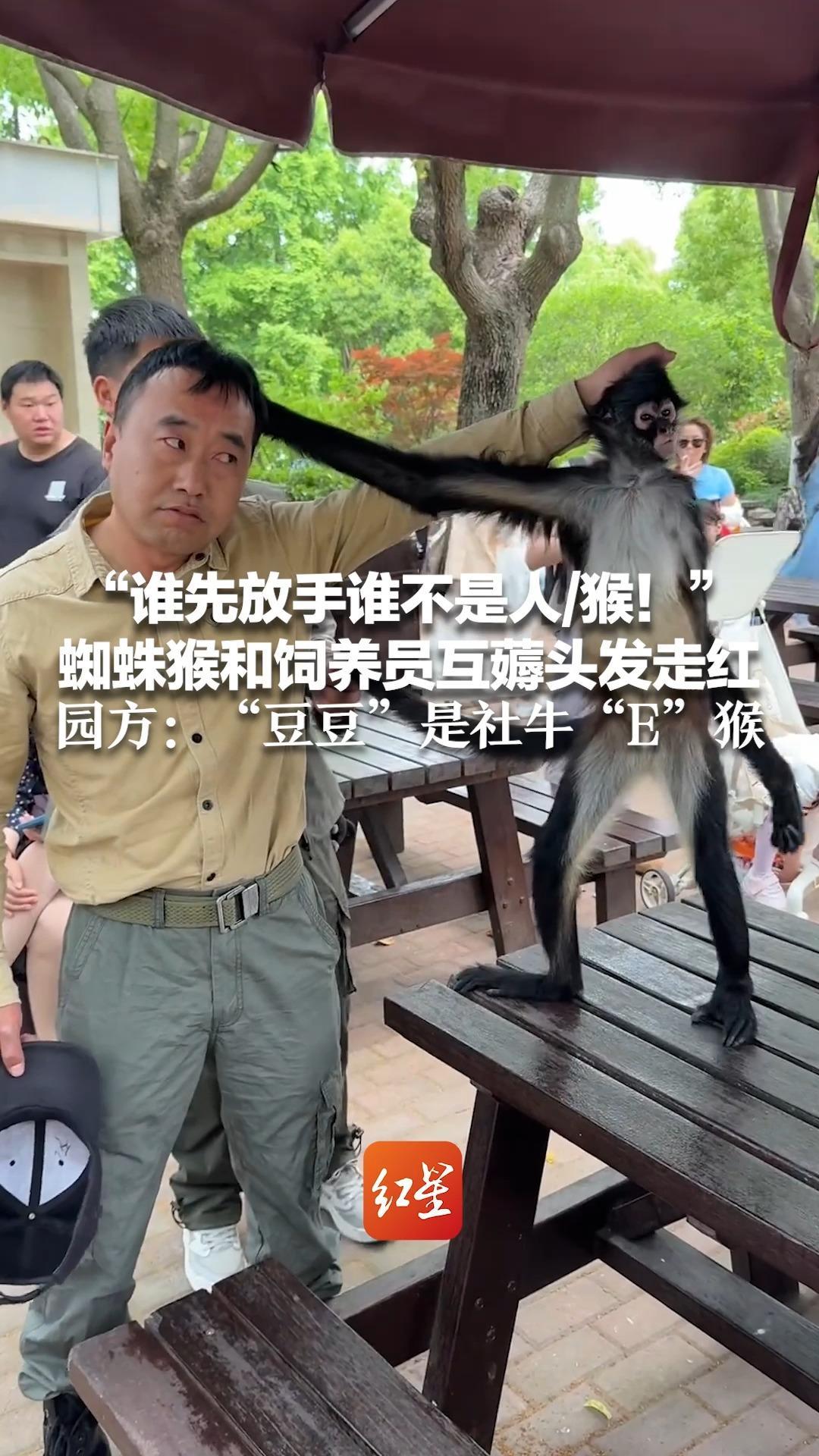 “谁先放手谁不是人/猴！”蜘蛛猴和饲养员互薅头发走红 园方：“豆豆”是社牛“E”猴 虽然皮但会帮忙迎宾