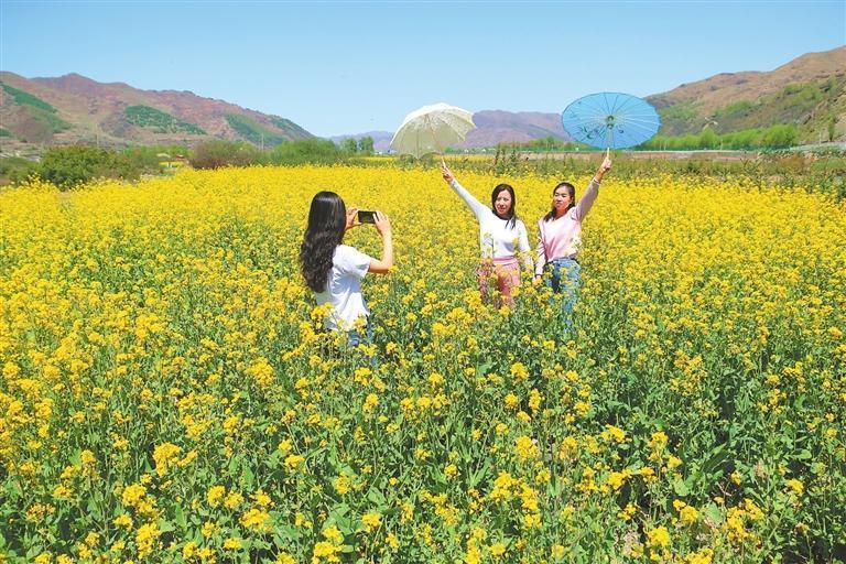 近日，游客在岷县十里镇油菜花海拍照游玩。新甘肃&middot;甘肃日报通讯员　马万安