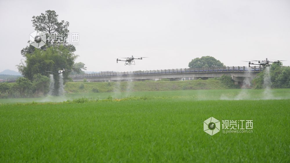 江西永丰：统防统治护航早稻分蘖（图）