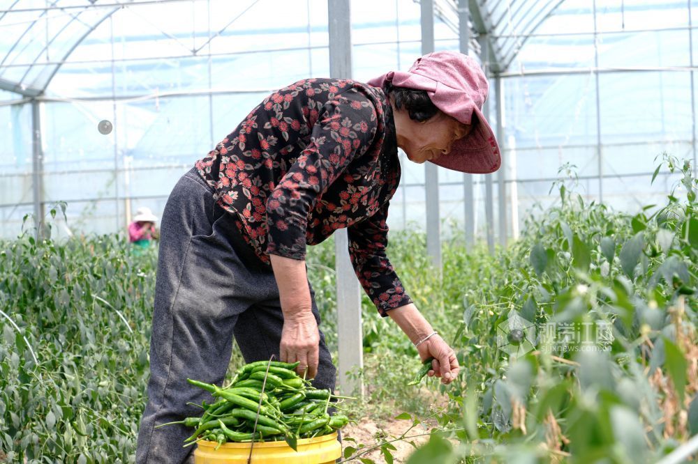 江西分宜：采收蔬菜供市场（图）