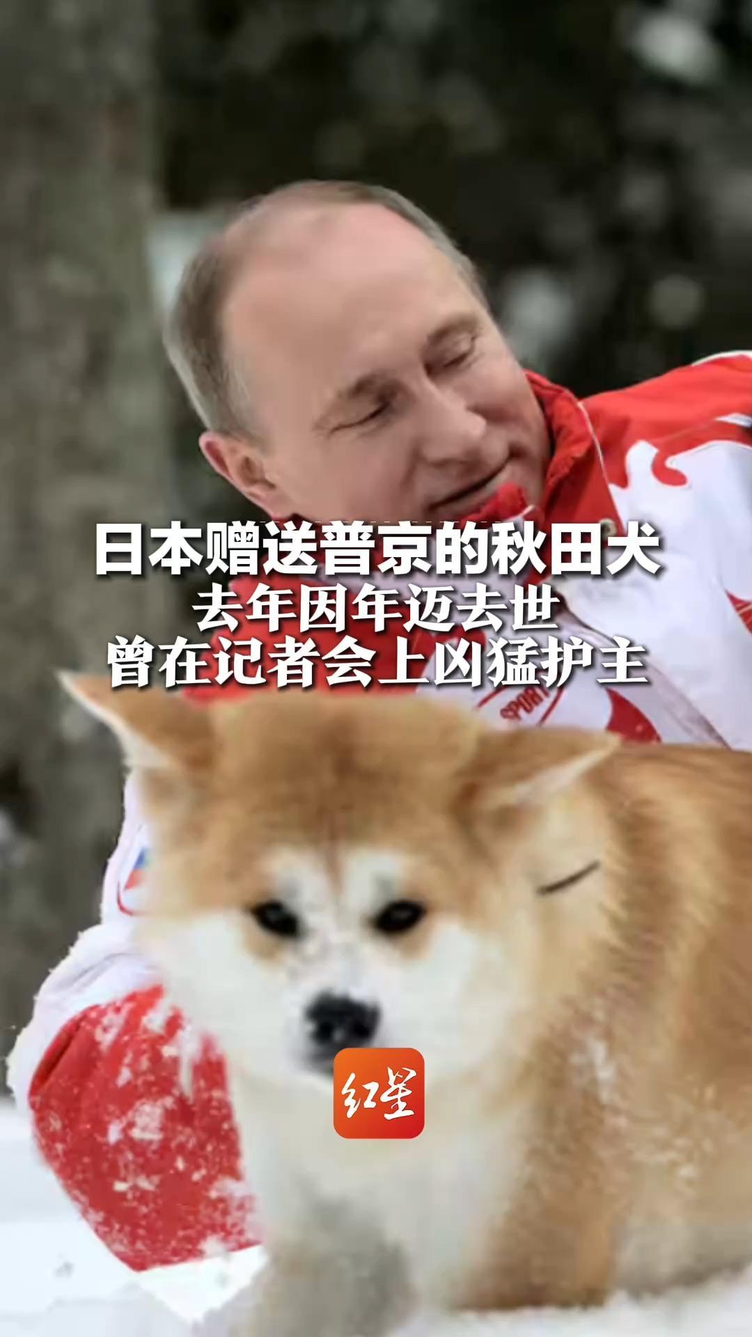 日本赠送普京的秋田犬，去年因年迈去世，曾在记者会上凶猛护主，日本政府想“联姻”被拒