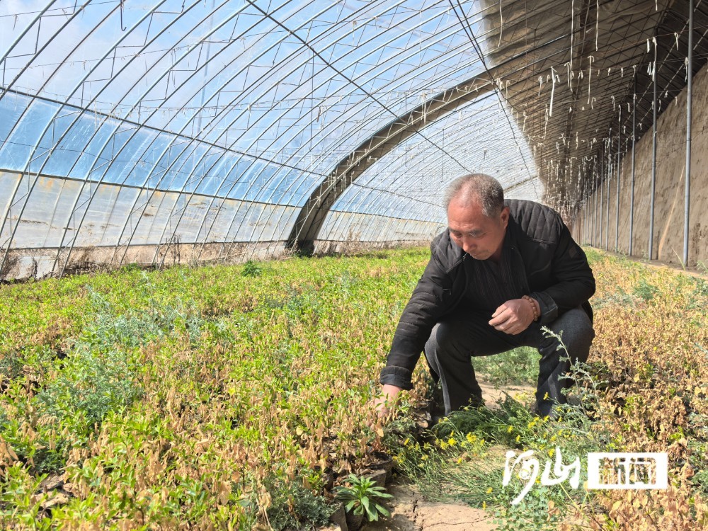 先说农资。七甲乡是蔬菜种植老种植区，今年很多农户准备种西红柿和甘蓝。可一开春，大家就犯起了嘀咕，肥料用哪种？地膜买啥样的？买差了影响长势，买贵了又吃亏。农资服务队听说后，结合当地土壤与作物特性，精准对接大型厂家，集中采购优质有机肥和保墒棚膜。省去中间环节，农资成本平均降了15%。春耕在即，农技员还要手把手指导科学施肥、覆膜，照此测算，每亩能多收800来元。在红土梁镇，种莜麦、黍子的散户往年总为农药发愁，零散购买往往不对症，喷施后效果不佳，杂粮产量上不去。服务队结合本地病虫害规律，统一调配专用杀虫剂、杀菌剂，同时推广农家肥腐熟技术，在降低成本的同时提升杂粮品质。