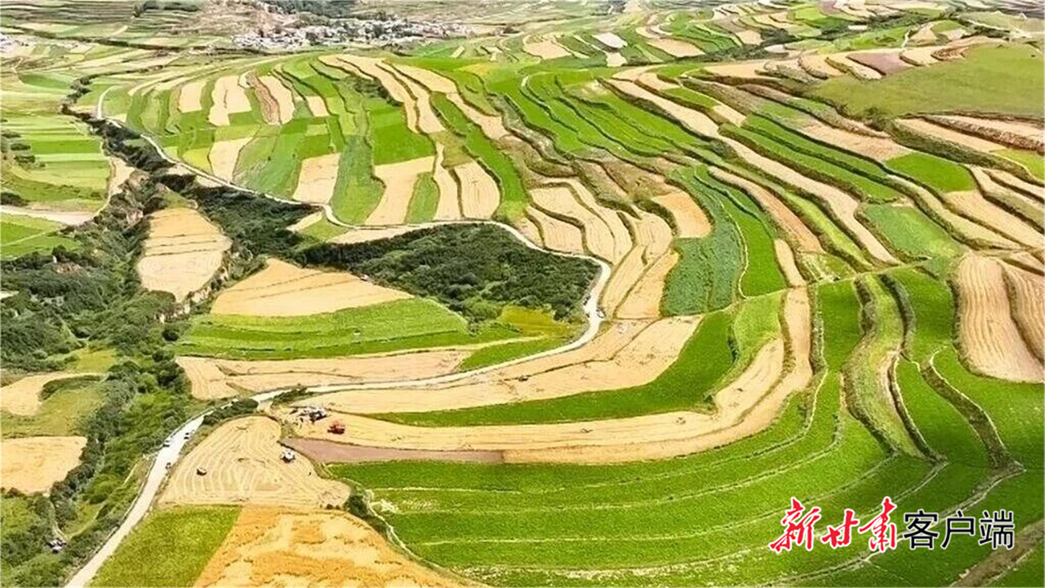 长势良好的青稞　新甘肃&middot;甘肃日报通讯员薛六十生摄