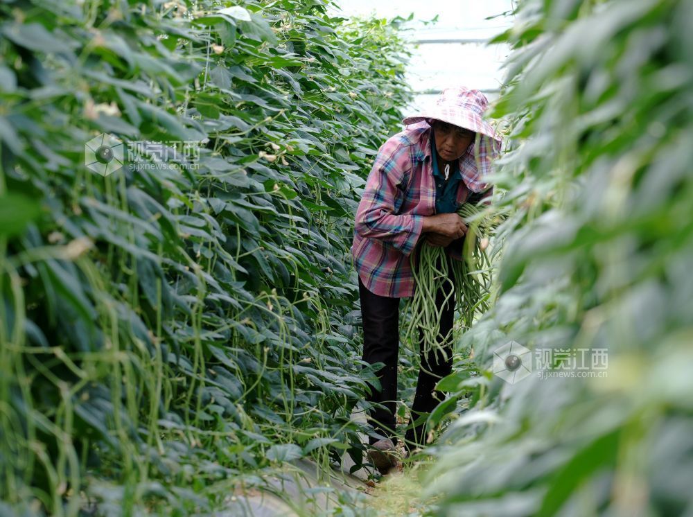 江西分宜：采收蔬菜供市场（图）