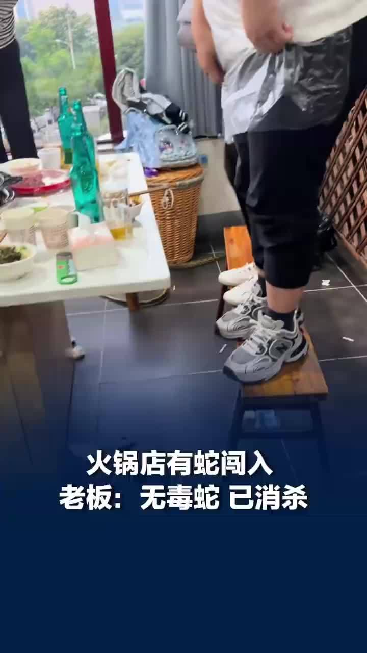 四川一食客用餐时座位旁突现一条活蛇，火锅店回应蛇闯入店内吓到食客：是菜花蛇已放生，店内全面清扫