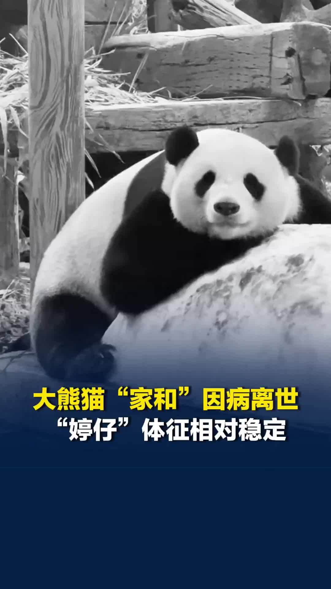 大熊猫“家和”因病离世，“婷仔”目前体征相对稳定