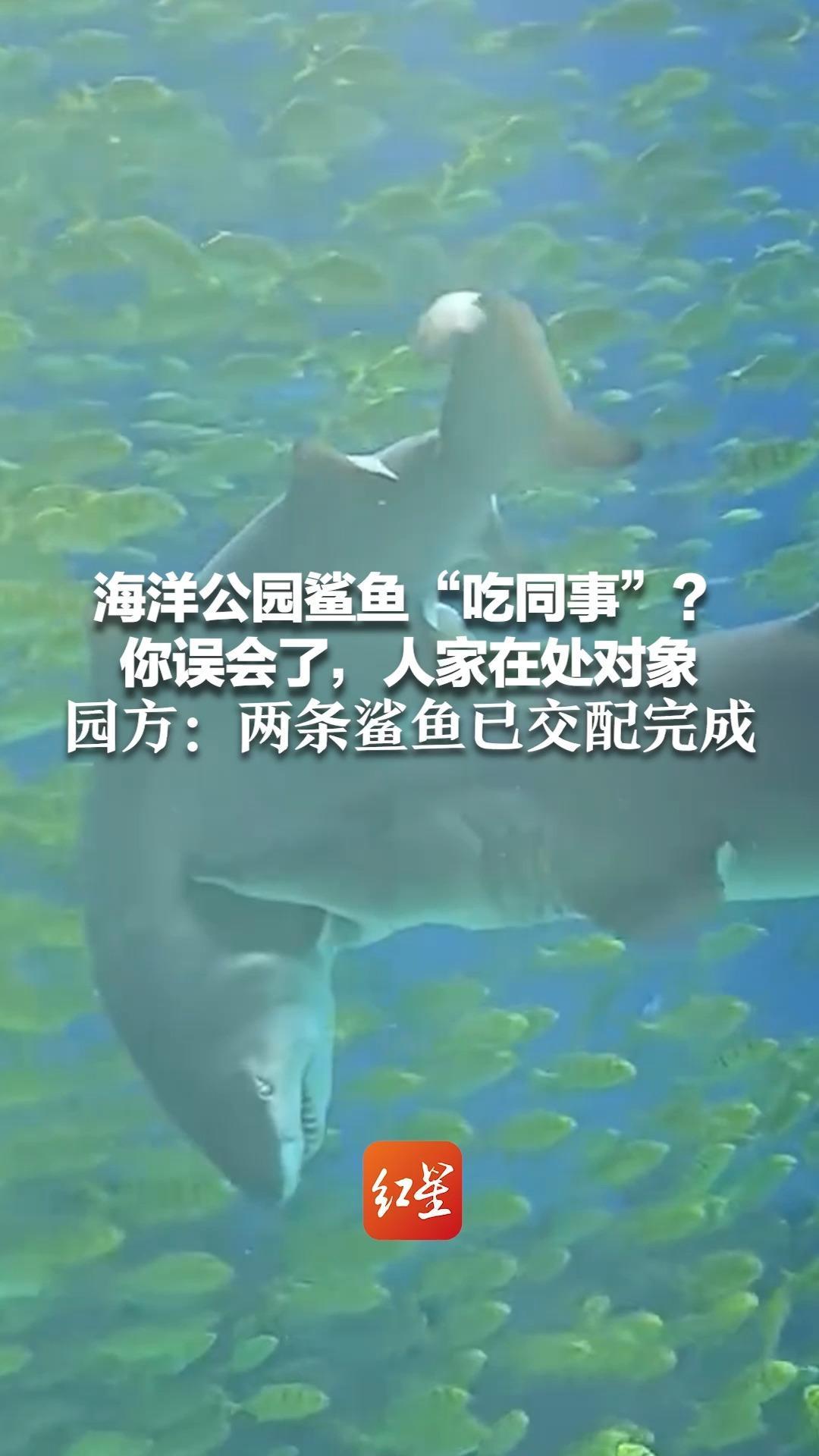 海洋公园鲨鱼“吃同事”？你误会了，人家在处对象 园方：是求偶行为 目前两条鲨鱼已交配完成
