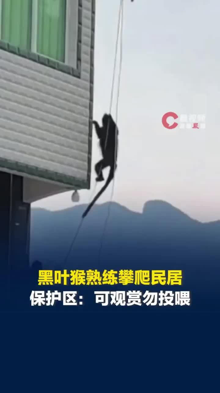 全球仅有2000只的黑叶猴熟练攀爬民居，保护区：散客可以前往观赏但不能投喂
