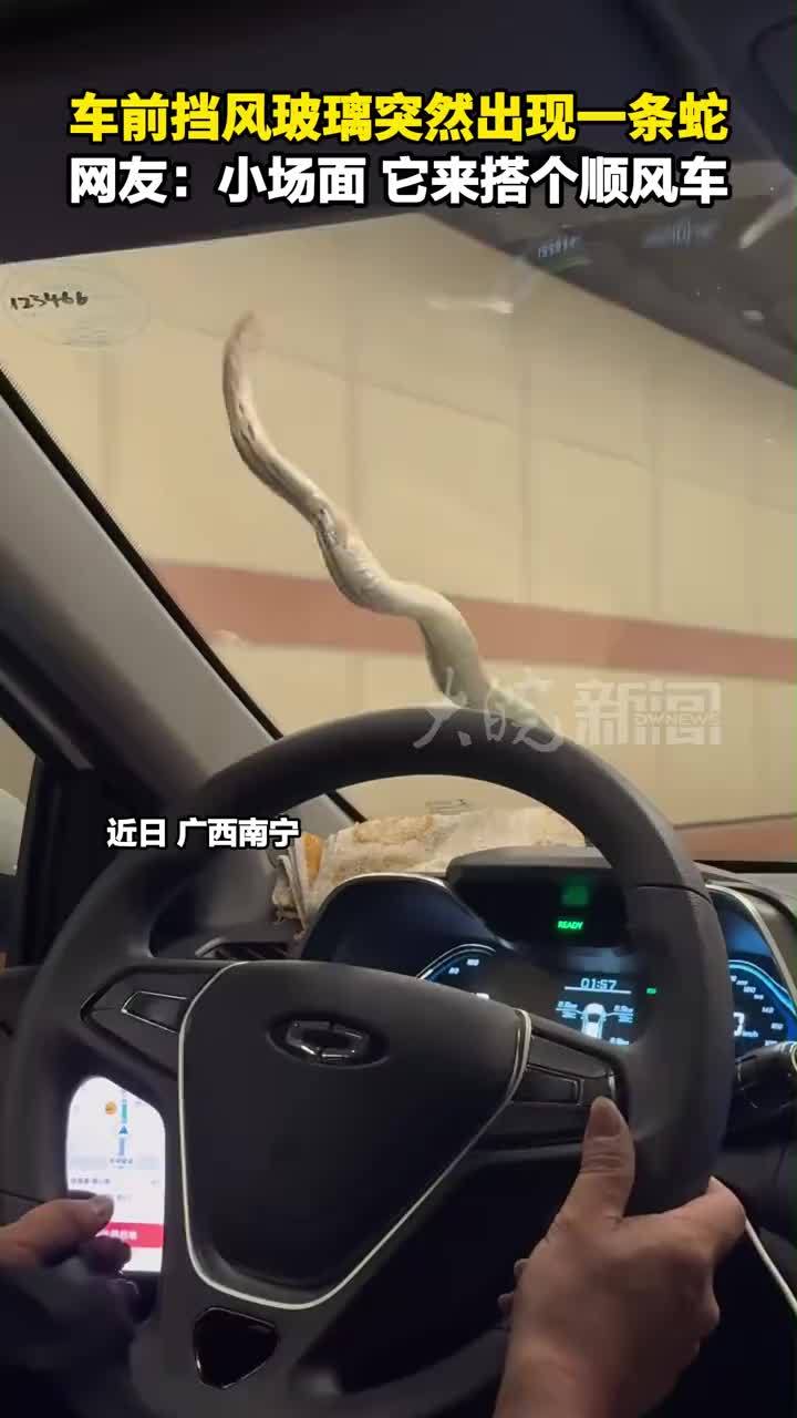 车前挡风玻璃突然出现一条蛇 网友：小场面，它来搭个顺风车