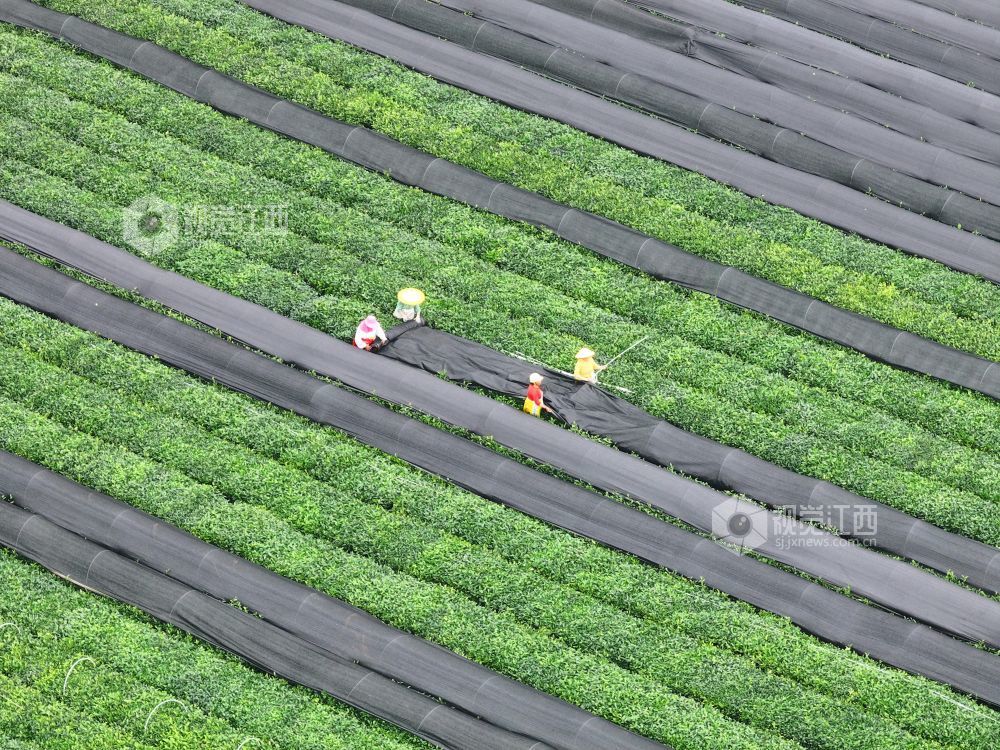 江西泰和：茶树“穿衣”遮阳促生长（图）