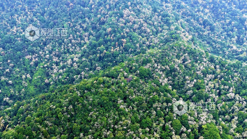 2026年5月12日，俯瞰江西省吉安市峡江县玉笥养生谷景区，漫山遍野的油桐花绽放枝头，宛如白雪飘落在丛林间，风景美如画。
