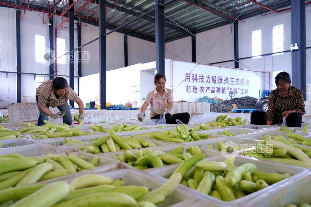 江西分宜：采收蔬菜供市场（图）