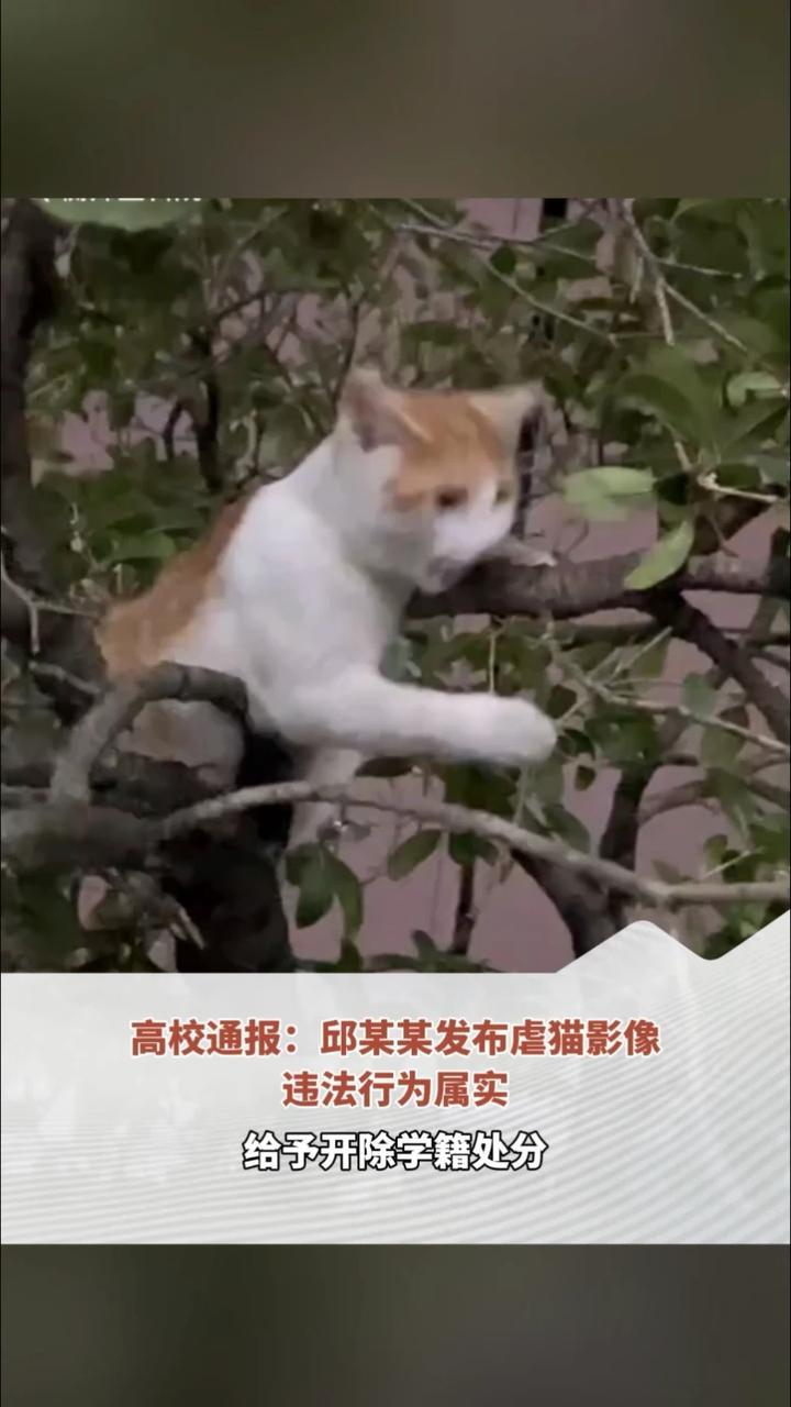 大一学生虐猫被举报后开盒举报人引众怒，高校通报：邱某某发布虐猫影像违法行为属实，给予开除学籍处分