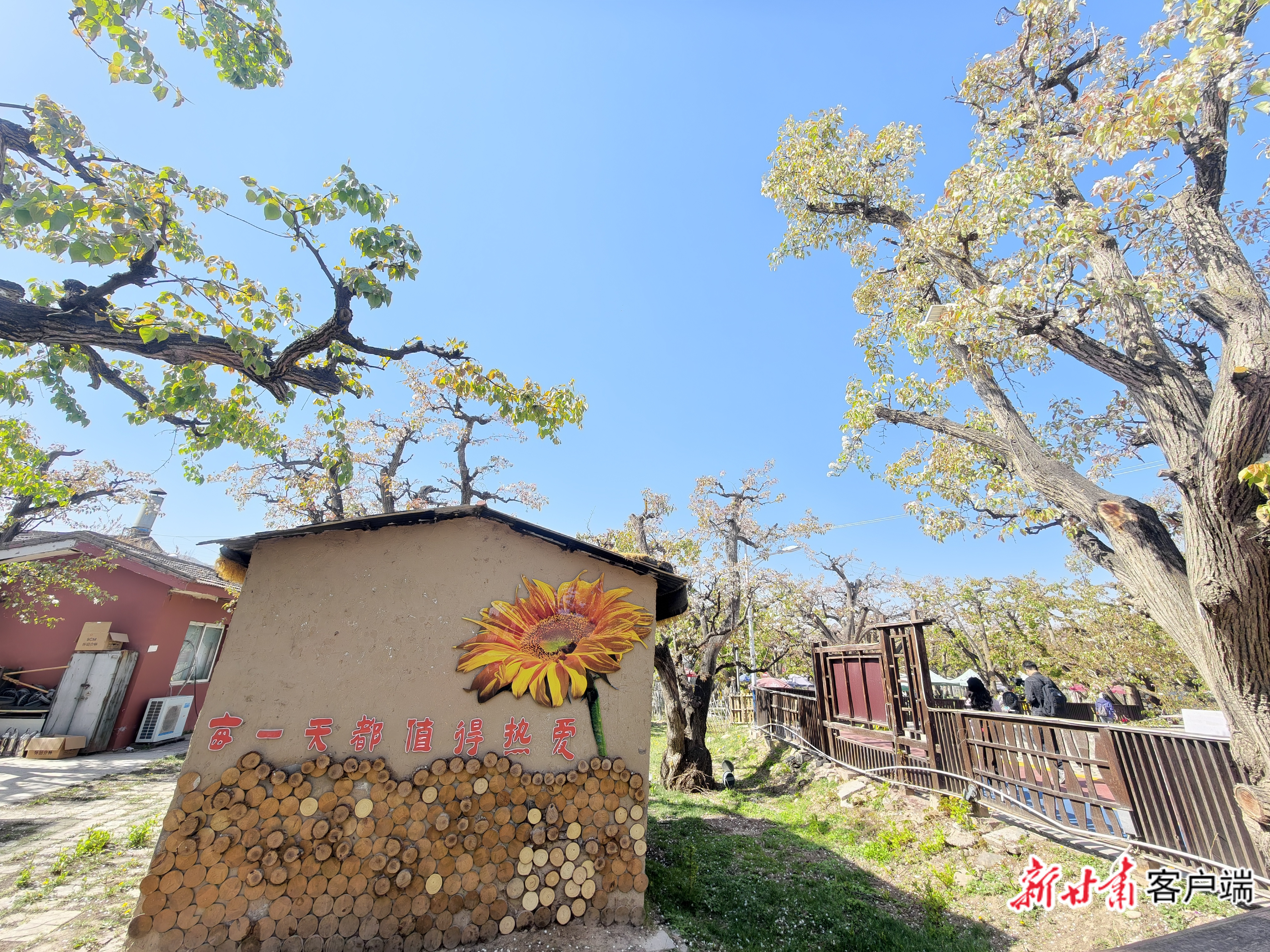 古梨园内各大民宿吸引众多游客前来吃饭住宿
