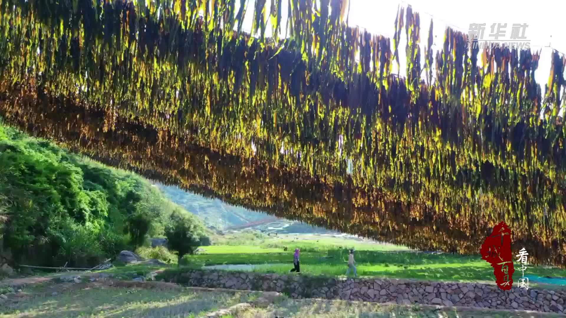 千城百县看中国丨福建霞浦：海带晒场庆丰收