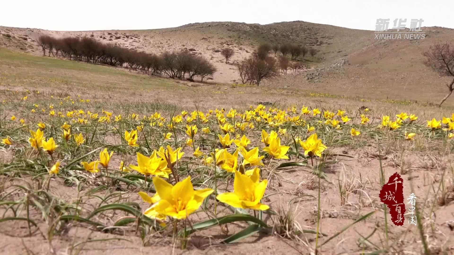 千城百县看中国·赏花季｜内蒙古赤峰：蒙古郁金香盛放草原