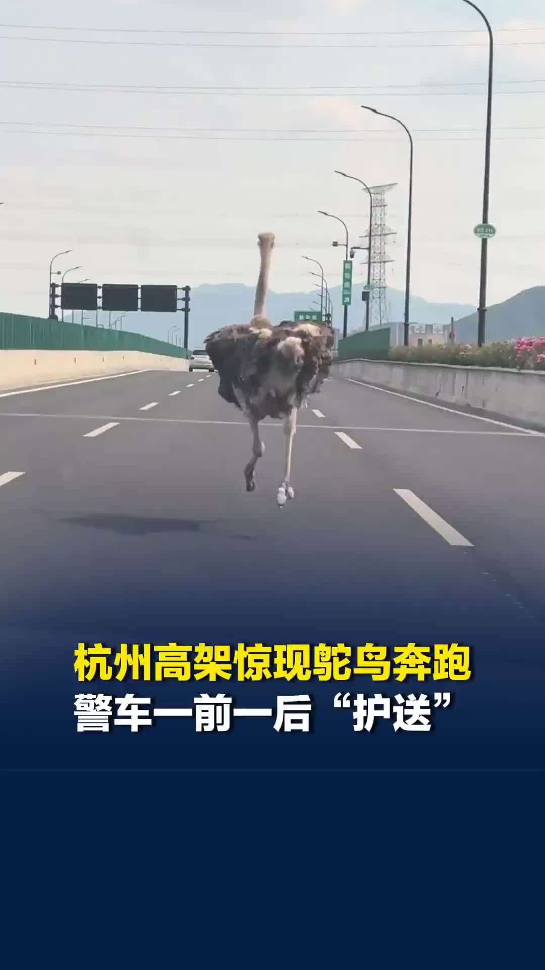 杭州高架惊现奔跑的鸵鸟，警车一前一后“护送”