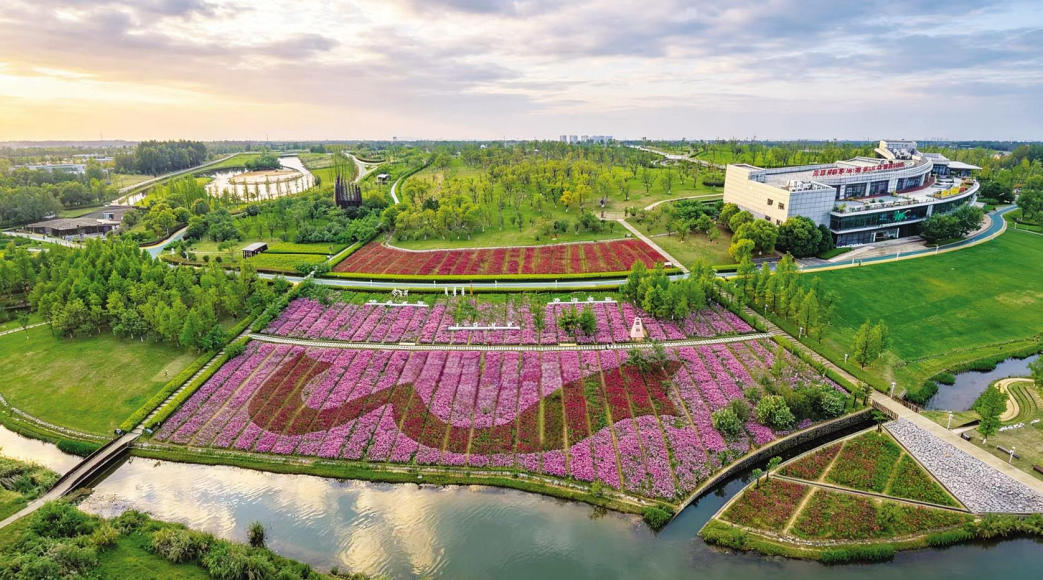 南昌新建区：玲岗湿地 花海醉人（图）