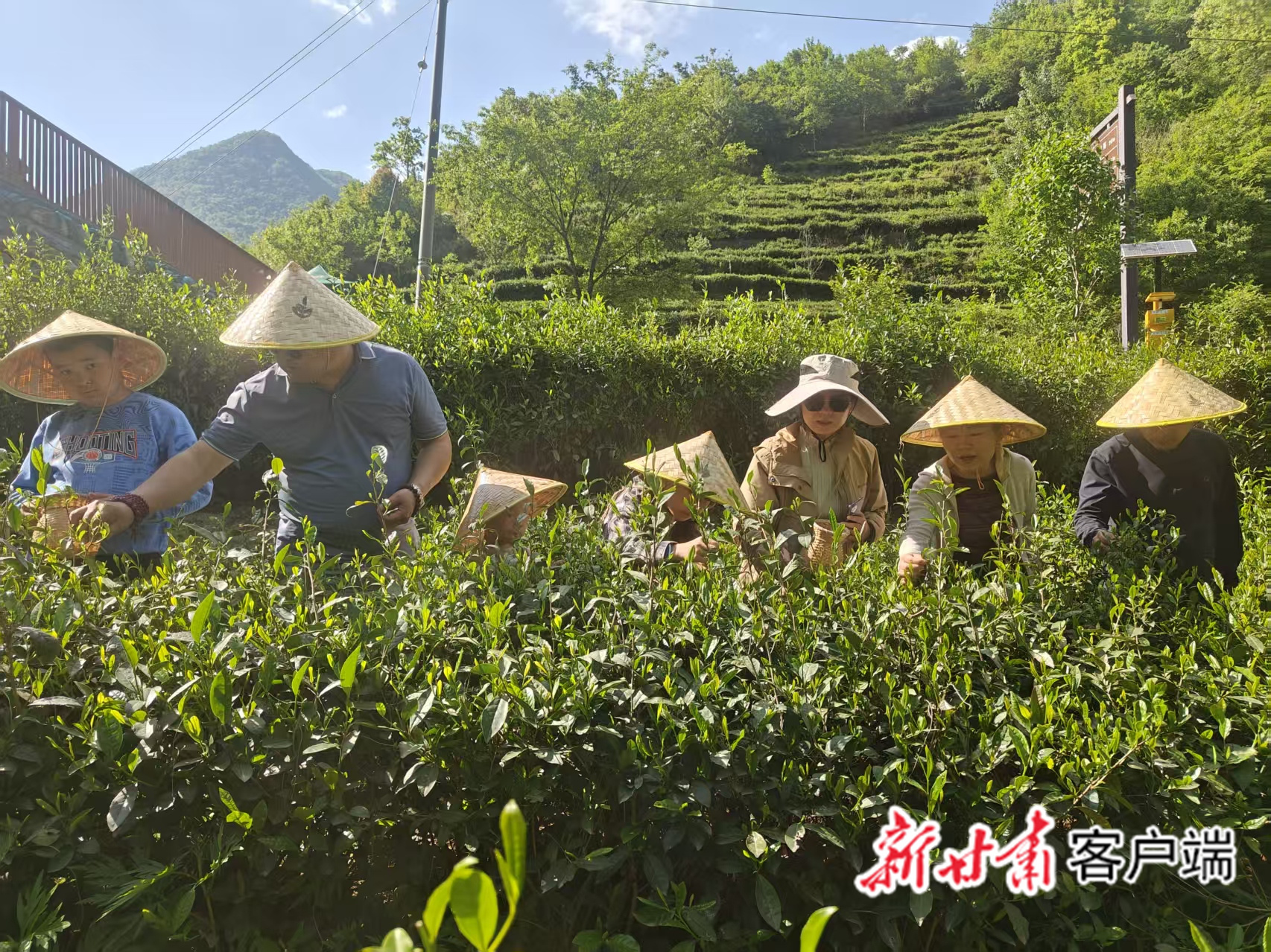 游客在茶叶体验采茶过程　新甘肃&middot;甘肃日报记者　马小龙　摄
