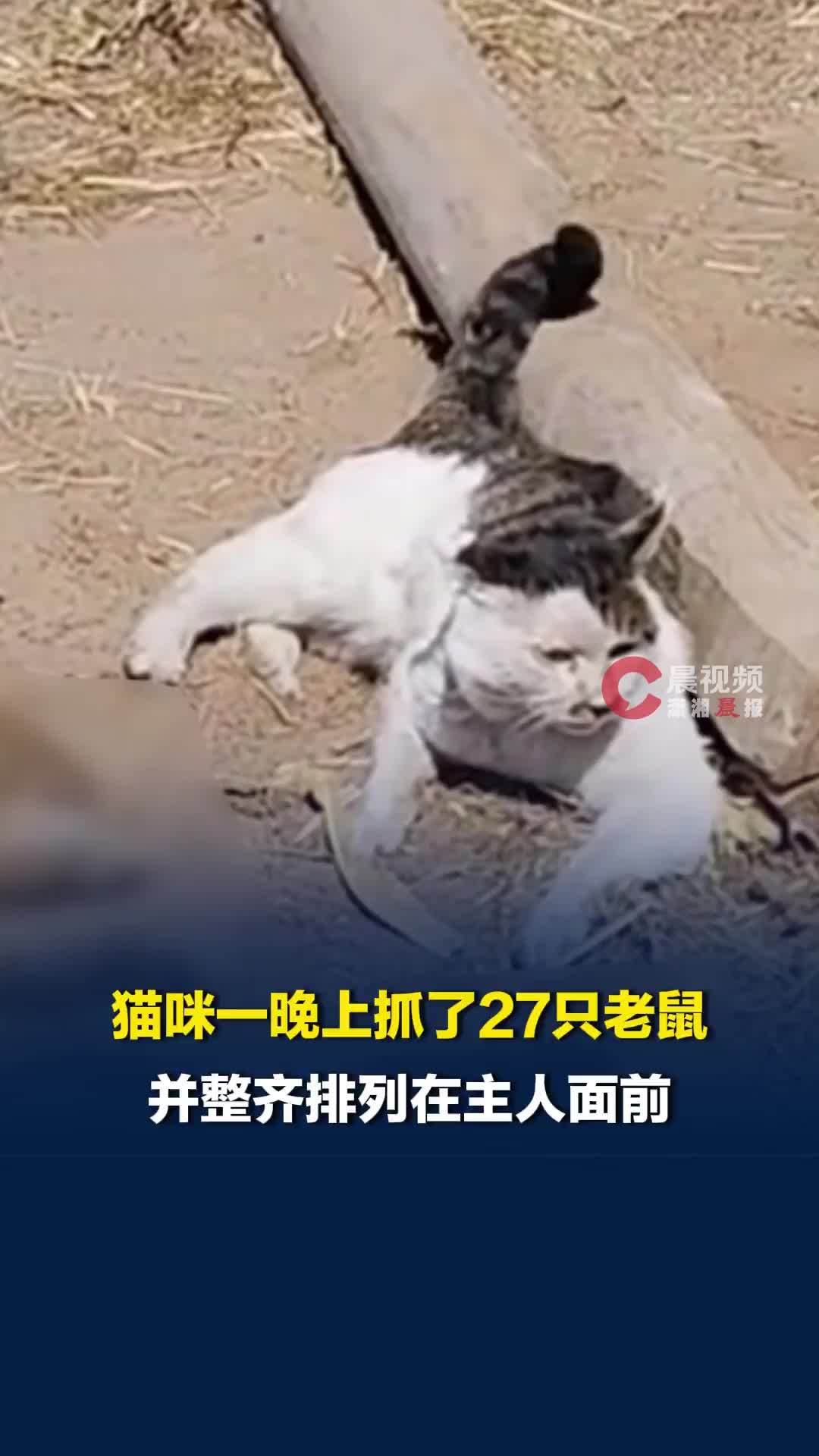 猫咪一晚上抓了27只老鼠，并整齐排列在主人面前，网友：它在摆摊吗？