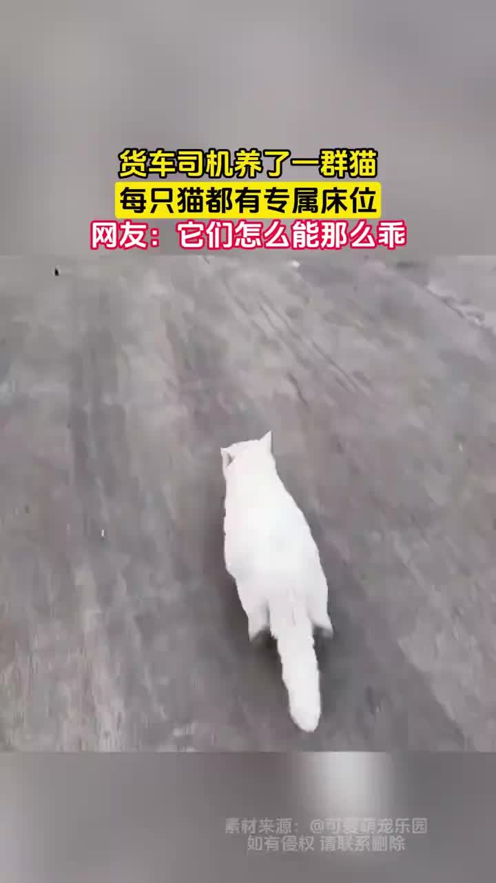 货车司机养一群猫每只都有专属床位