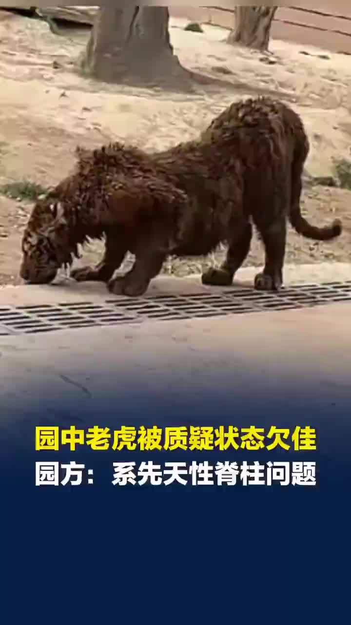 山东一动物园老虎走路颤颤巍巍，园方：状况良好，先天性脊柱问题，经治疗后能行走