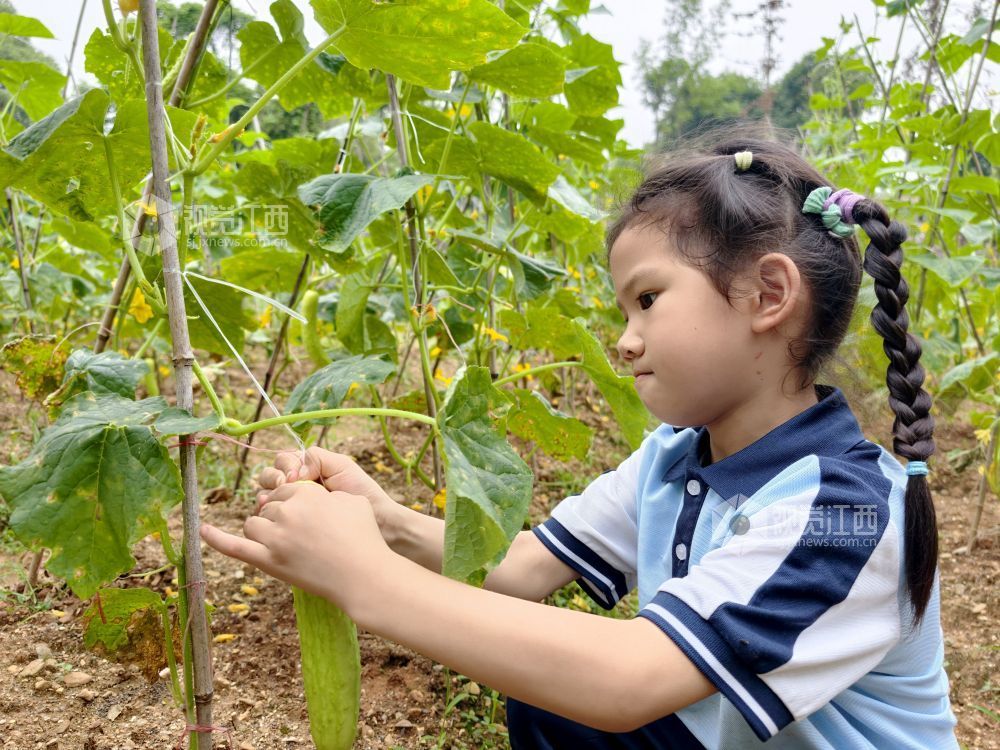 江西分宜：在田间地头赋予劳动教育新活力（图）