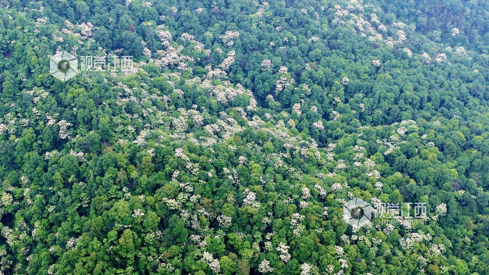 2026年5月12日，俯瞰江西省吉安市峡江县玉笥养生谷景区，漫山遍野的油桐花绽放枝头，宛如白雪飘落在丛林间，风景美如画。