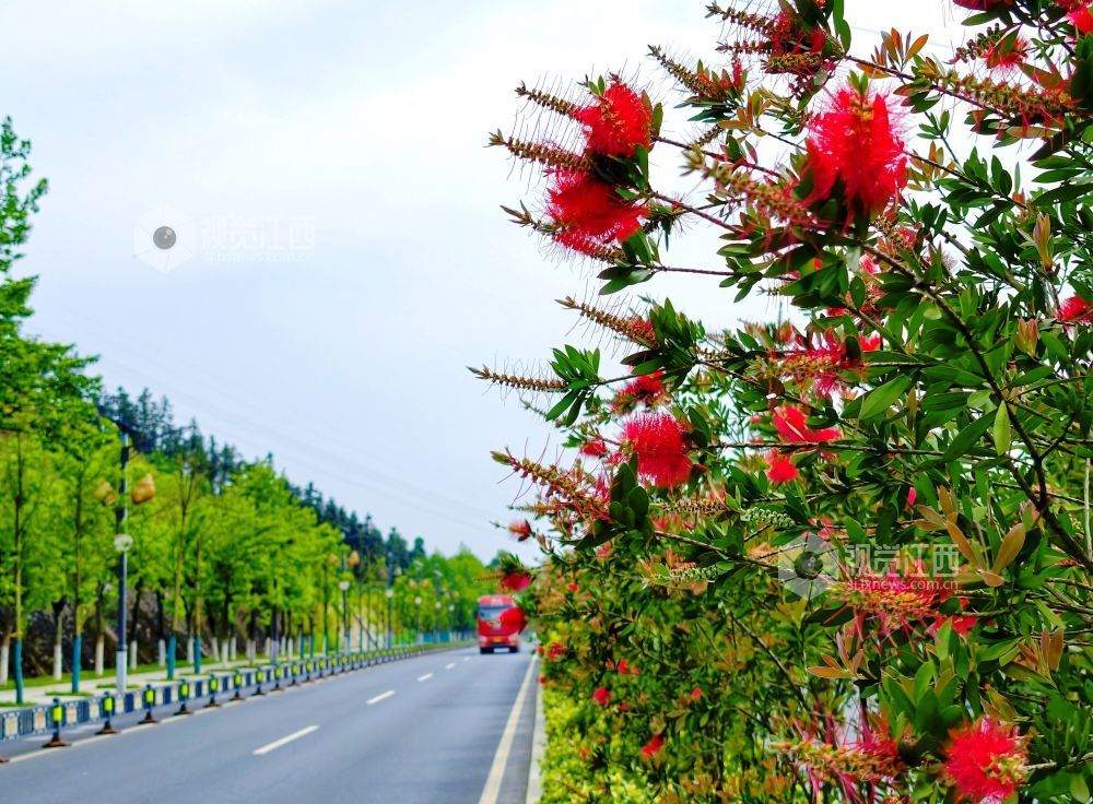 江西分宜：红千层扮靓城郊公路（图）