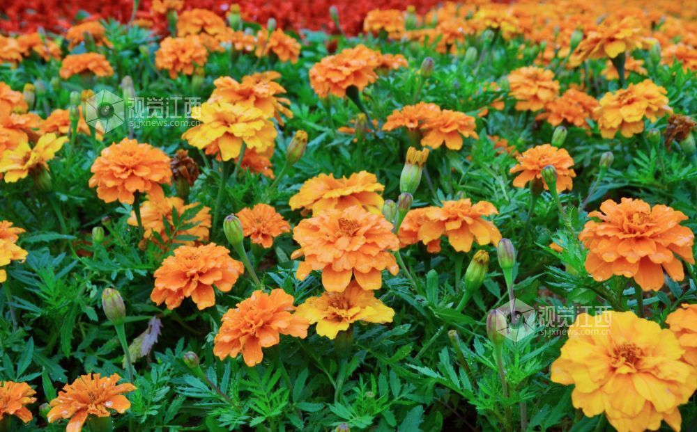 5月9日，在江西省吉安市永新县城区周边道路上，橙色的万寿菊花朵娇艳欲滴。