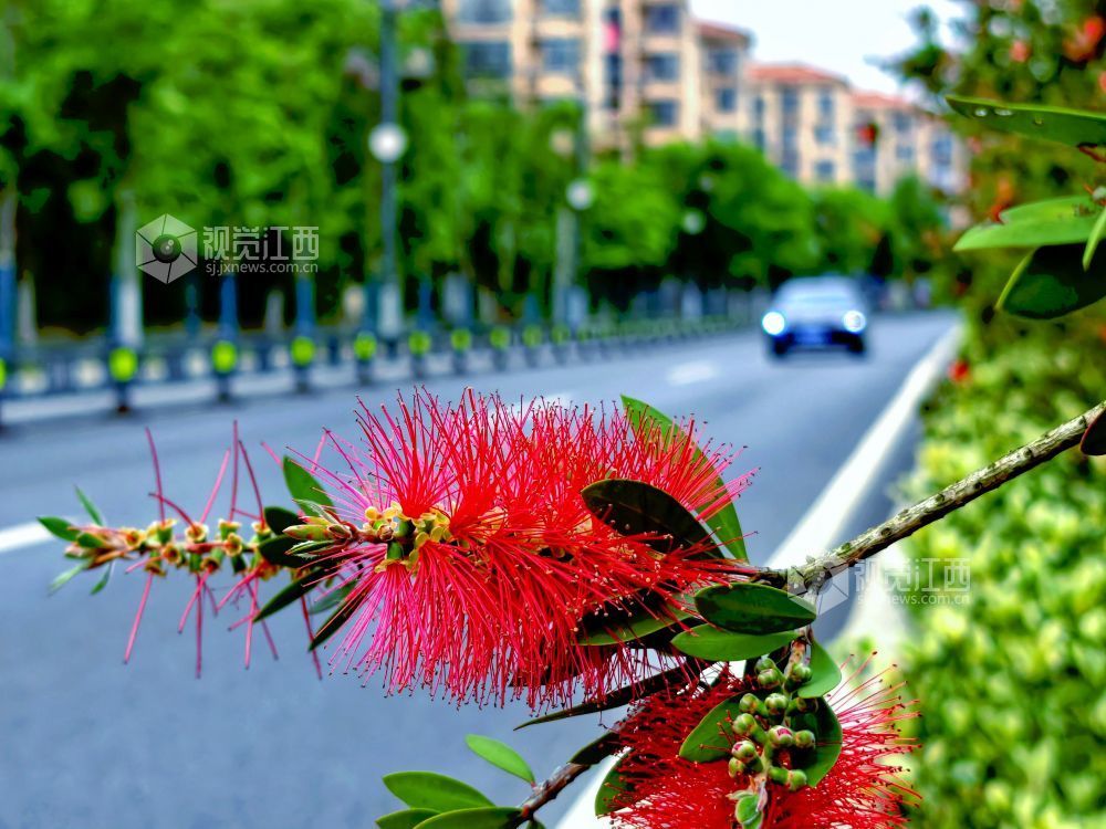 江西分宜：红千层扮靓城郊公路（图）