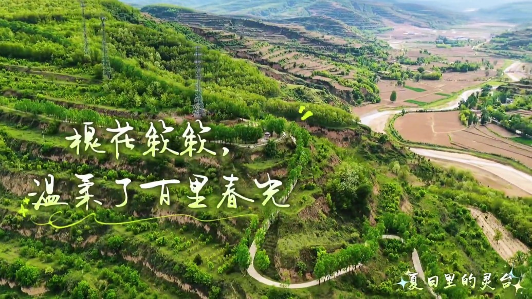 甘肃灵台：槐花簌簌　温柔了百里春光